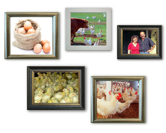 Eier vom Demeterhof Schmid Eier vom Demeterhof Schmid